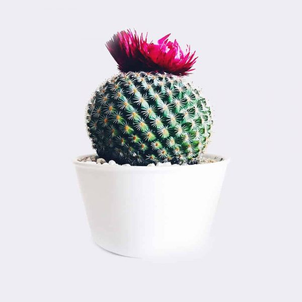 A round potted cactus with a red flower on top.